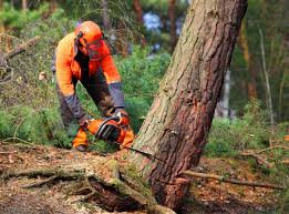 Best Fruit Tree Pruning  in Centerville, SC