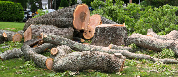 Best Firewood Processing and Delivery  in Centerville, SC