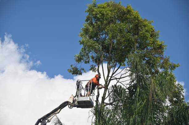 Professional Tree Services in Centerville, SC